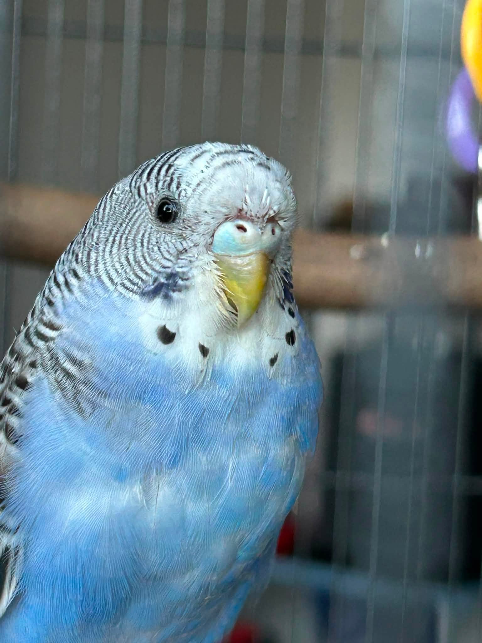 bird keeper biosecurity lessons UK 2026 