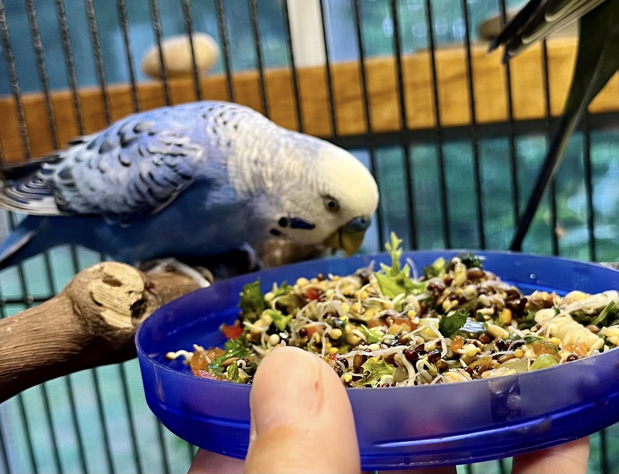 bird selectively eating seed mix leftover husks