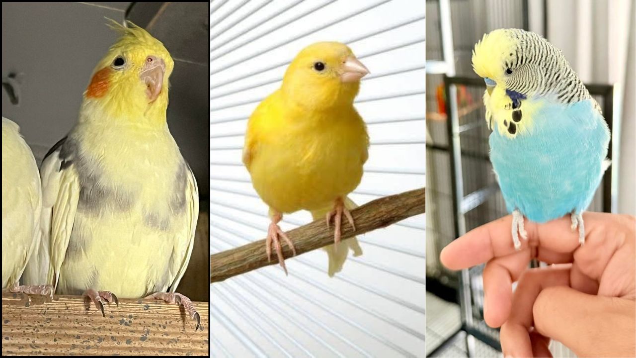 birds for sale Swindon choosing right pet bird