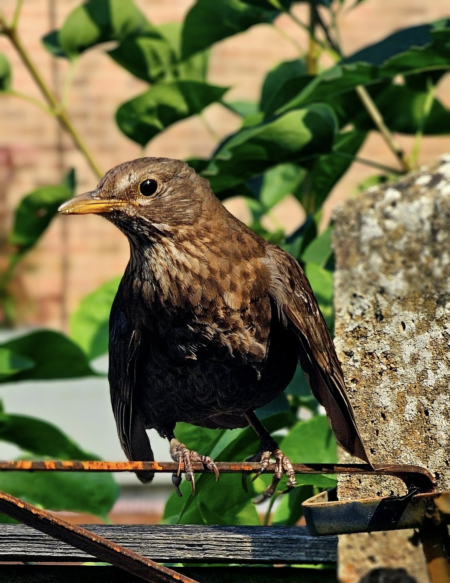 blackbird alarm call garden UK