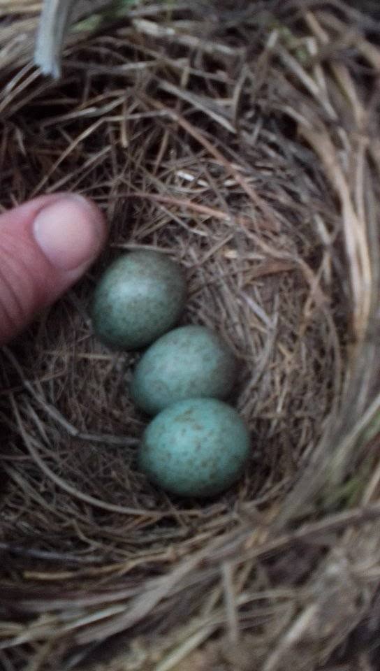 blackbird nest with eggs in hedge