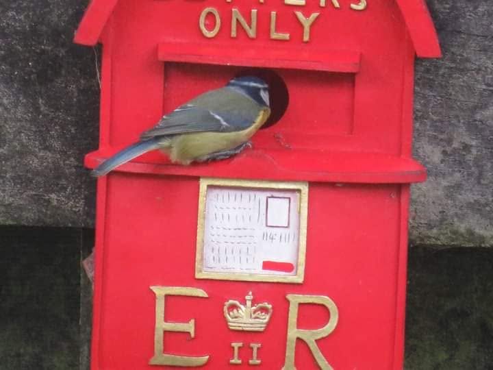 blue tit at nest box entrance spring