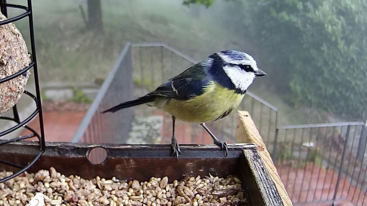 blue tit garden feeder UK britain bird watching