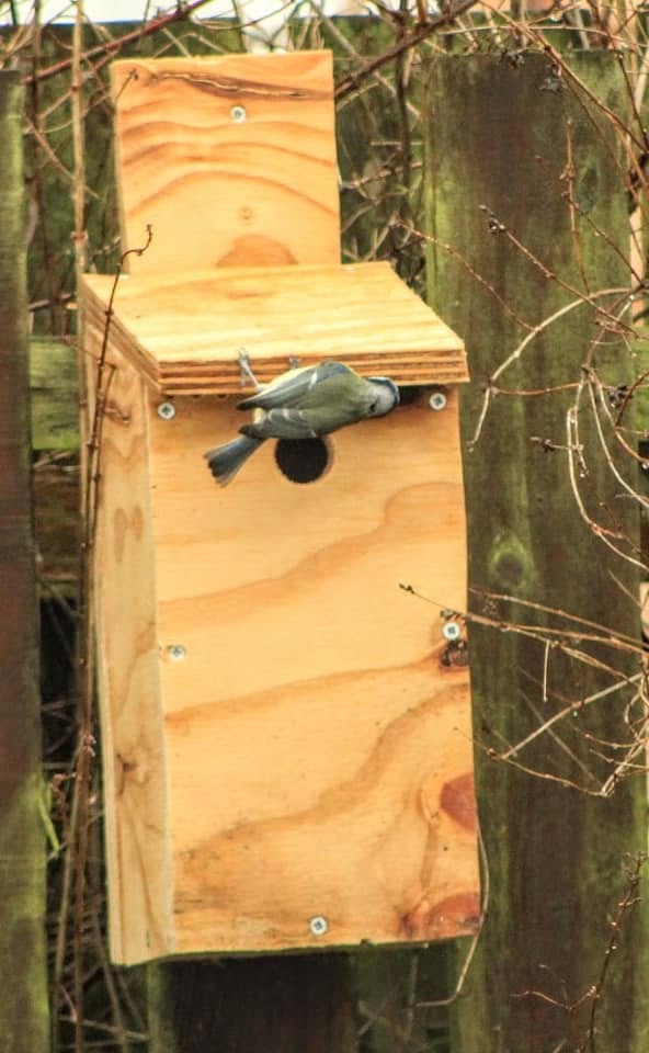 blue tit nest box entrance hole wall