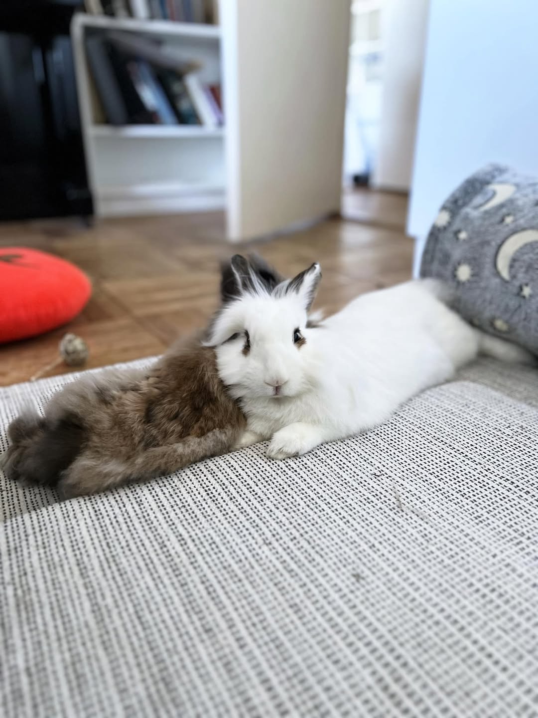 bonded female rabbits resting together paradise pets swindon