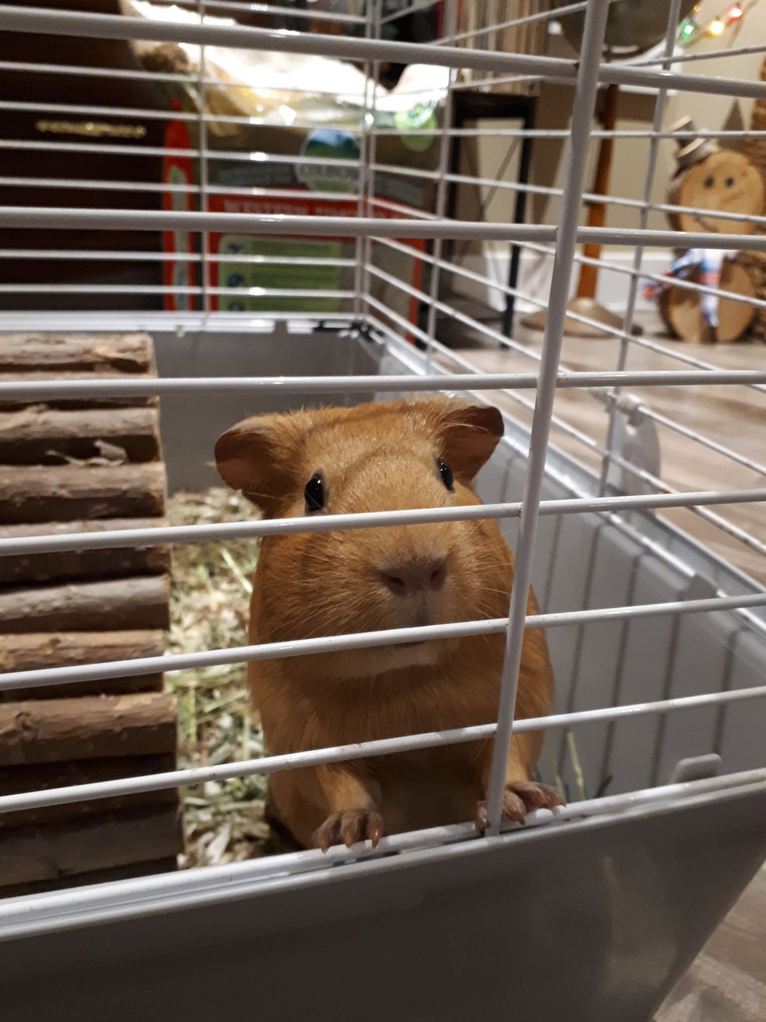 bonded guinea pig pair relationship UK social bond