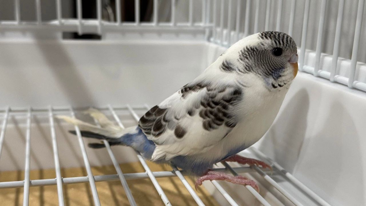bringing a new pet bird home UK first 30 days guide