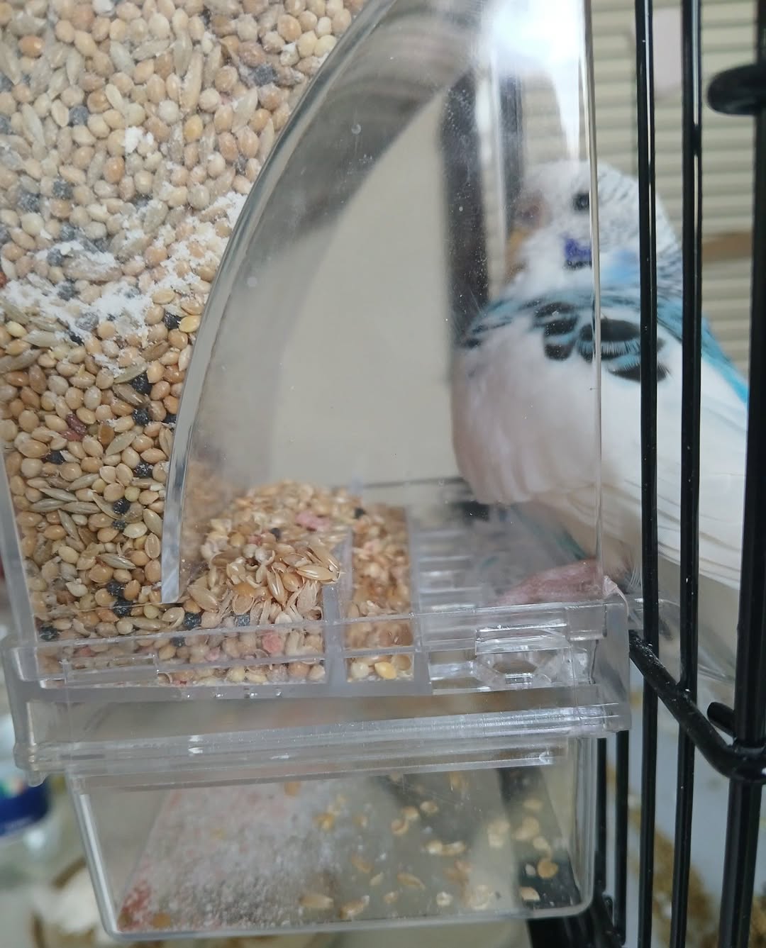 budgerigar eating seed bowl husks UK