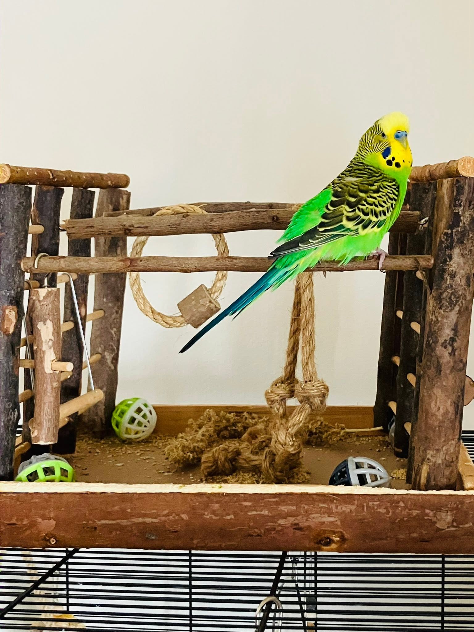 budgerigar most popular pet bird UK 2026 