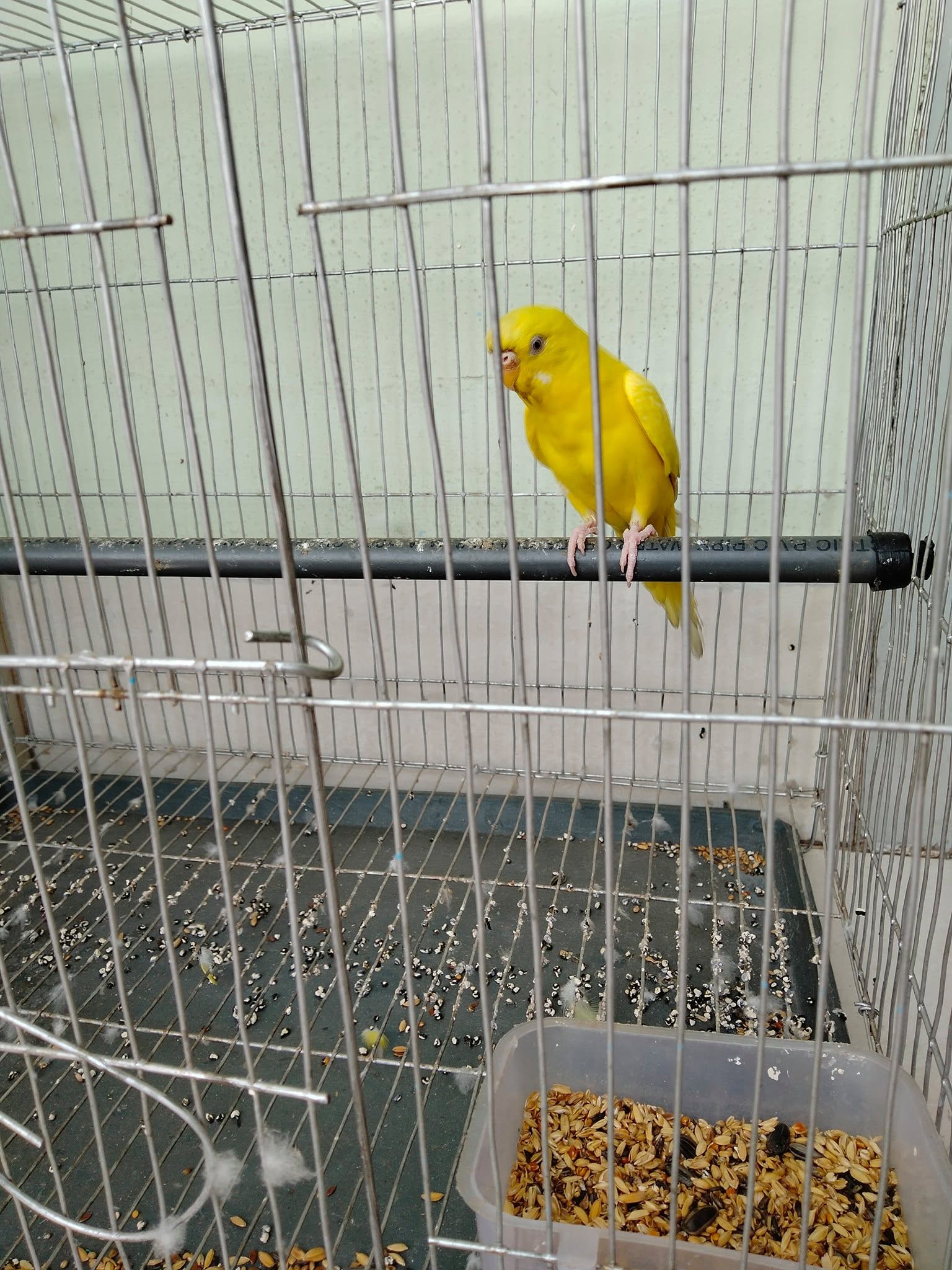 budgerigar most popular pet bird UK britain