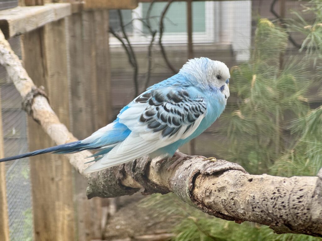 budgie 4 year vs 14 year lifespan comparison UK care