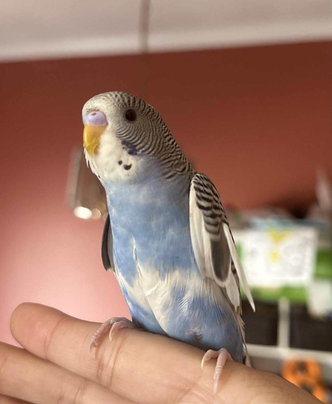 budgie French moult wing feathers UK young bird
