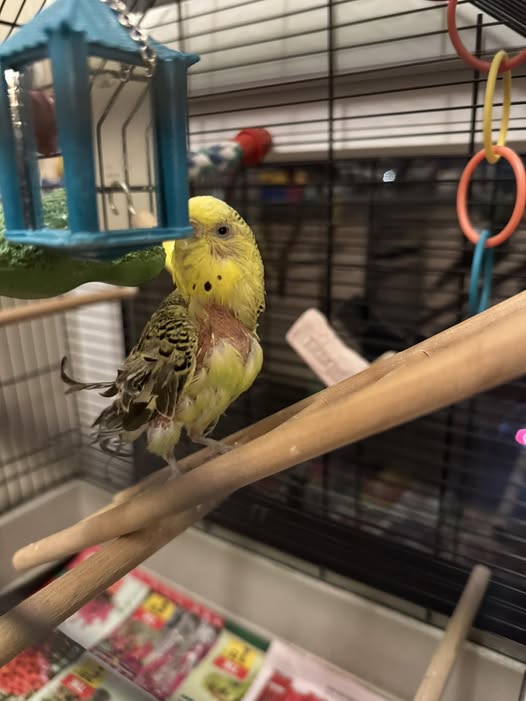 budgie abnormal moult bald patch uk