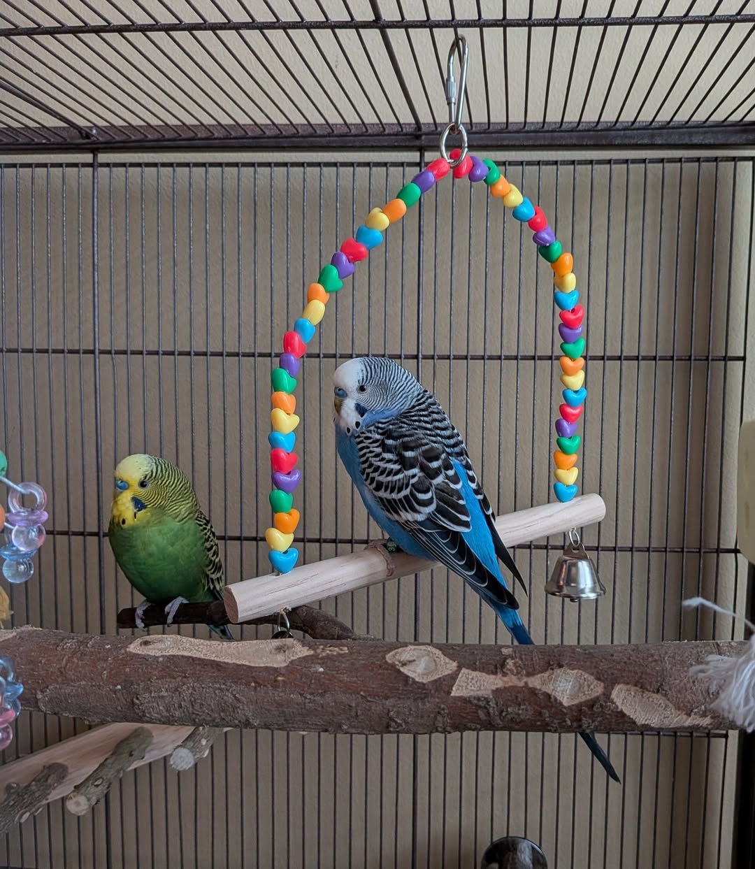 budgie active climbing cage toys healthy UK 