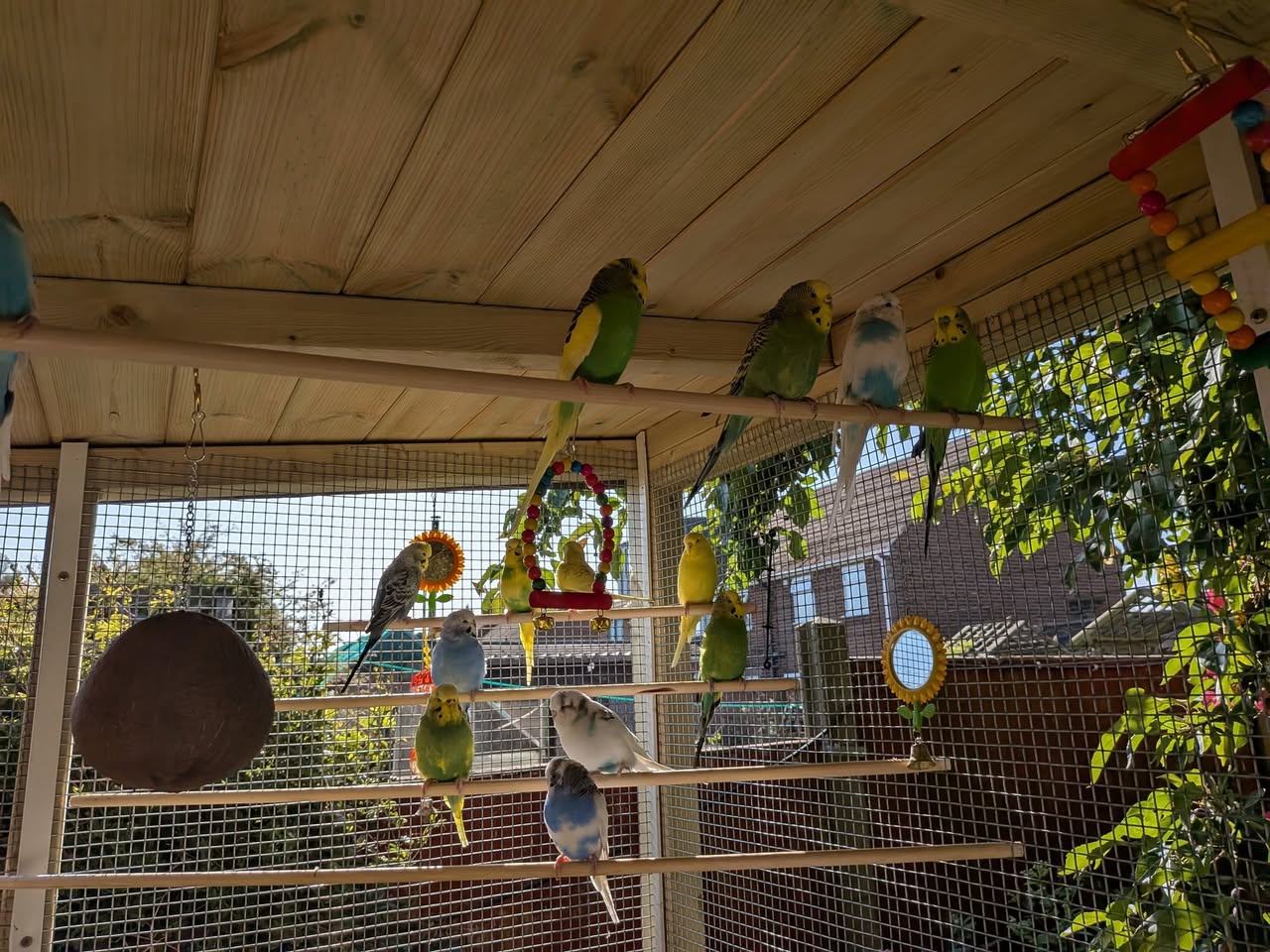 budgie aviary large flight space uk paradise pets