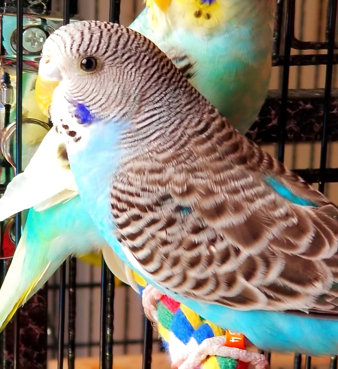 budgie bath dish summer cooling UK heat prevention