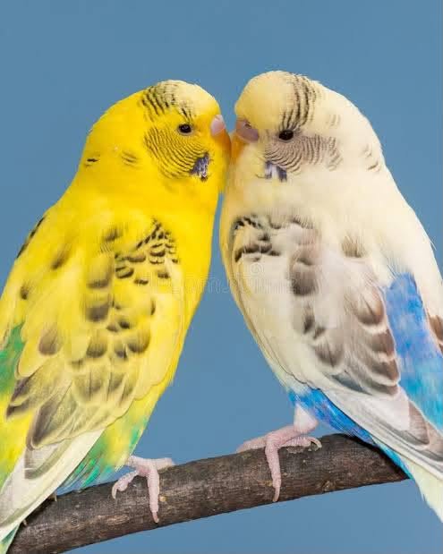 budgie bath dish water summer care UK