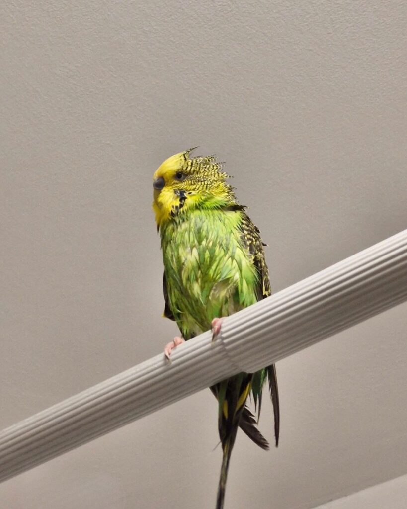 budgie bath plain water uk paradise pets