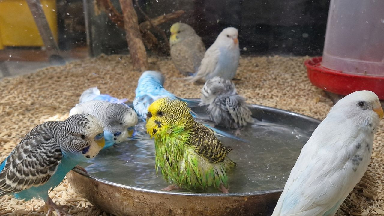 budgie bathing paradise pets swindon