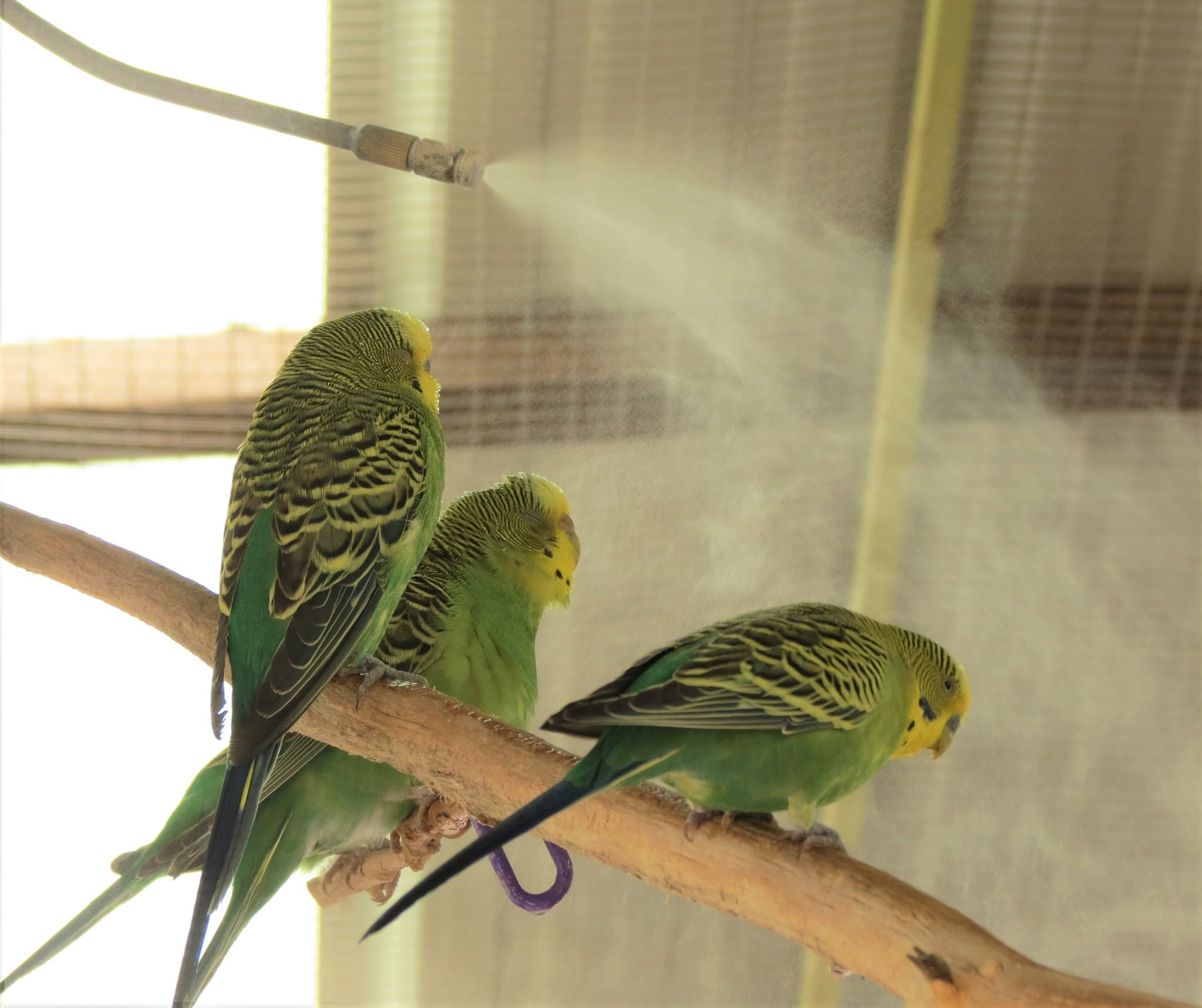 budgie bathing shallow water dish cooling UK