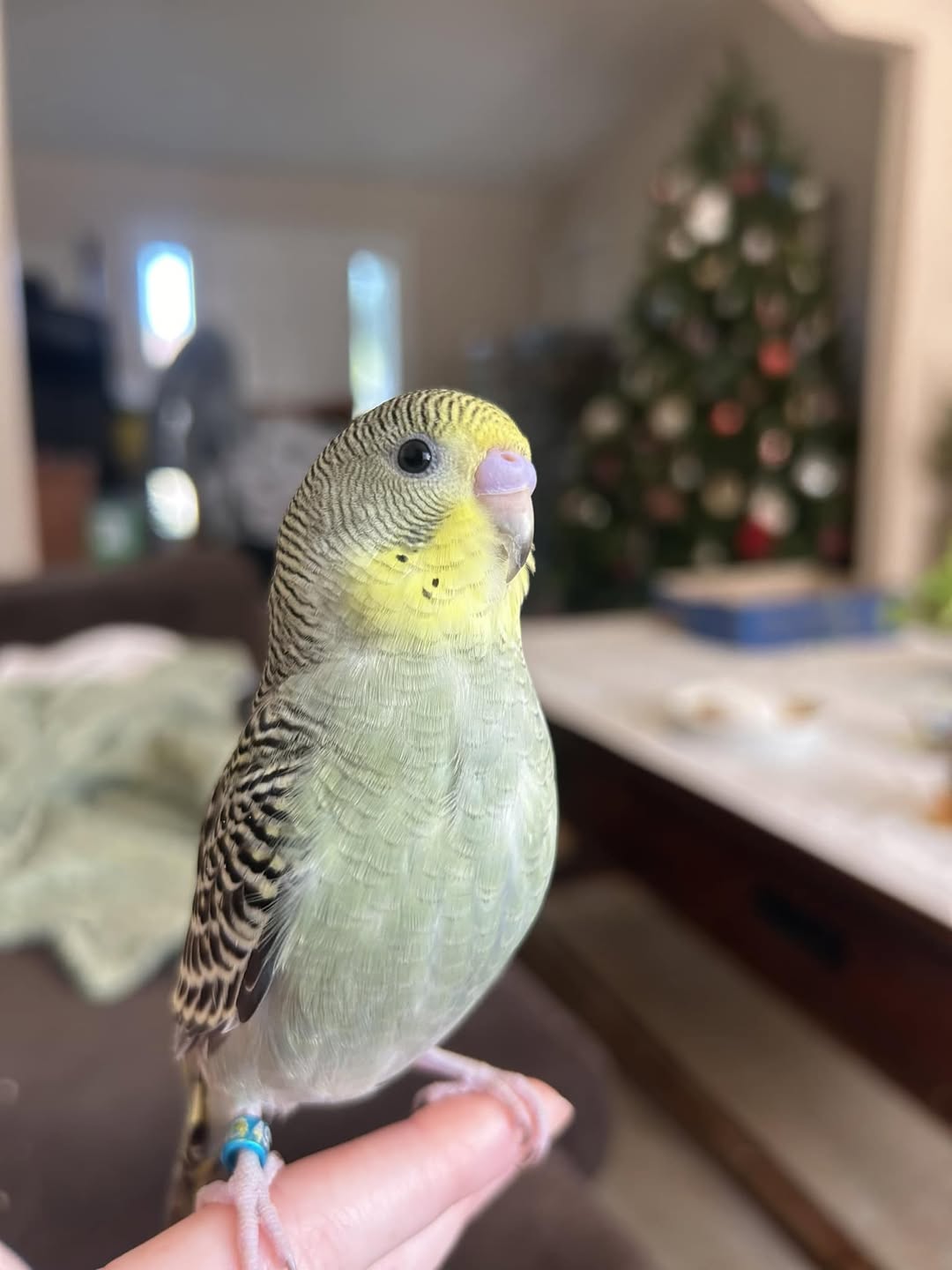 budgie beak check UK owner health assessment