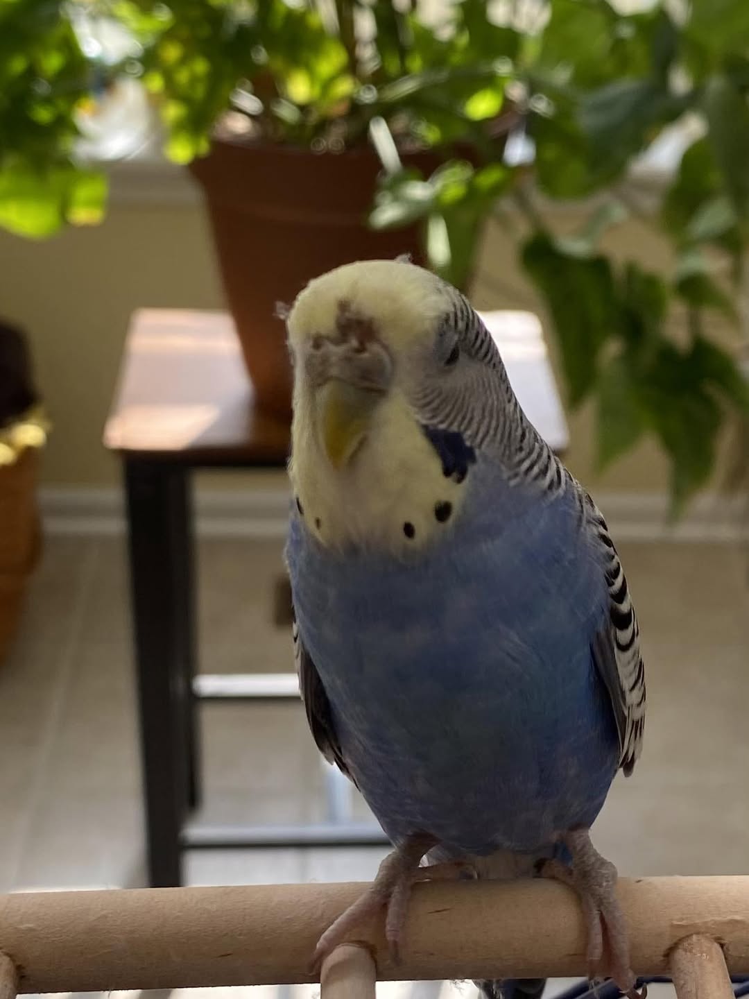 budgie beak food staining dark berries UK
