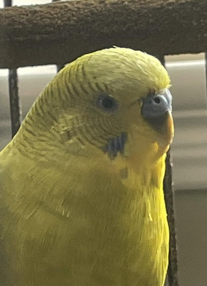budgie beak overgrown misaligned drinking problem UK