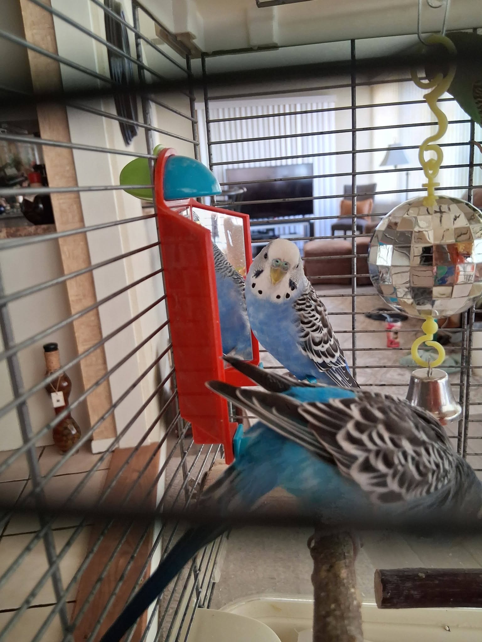 budgie beak tapping mirror social bonding behaviour UK