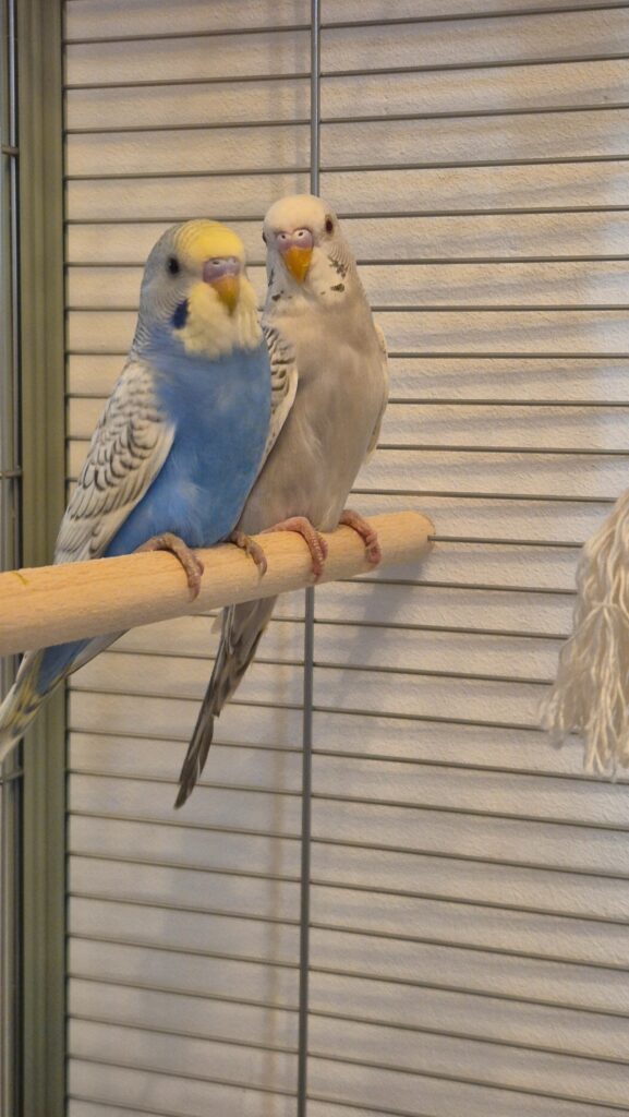 budgie behaviour change early illness sign UK