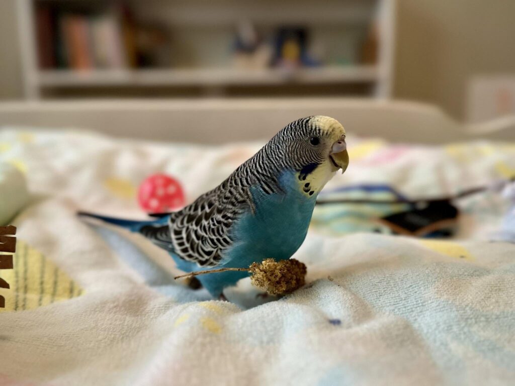 budgie bobbing head at owner showing bonding behaviour
