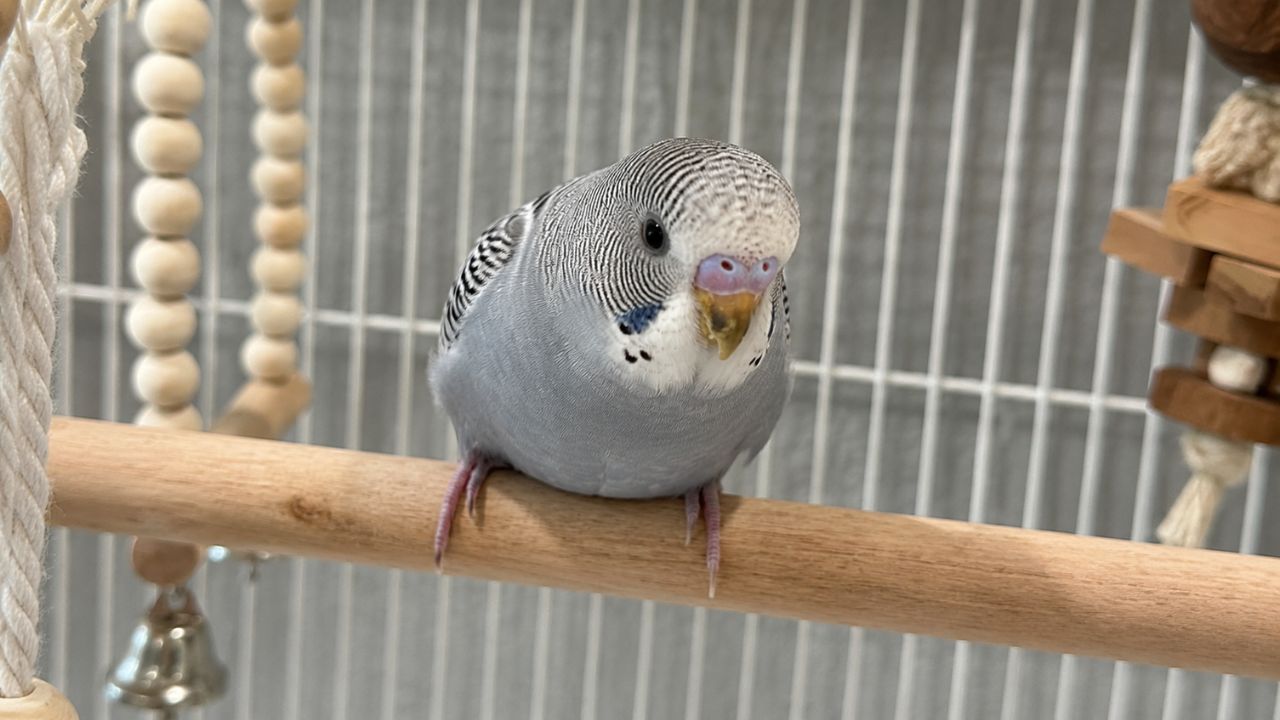 budgie bobbing head