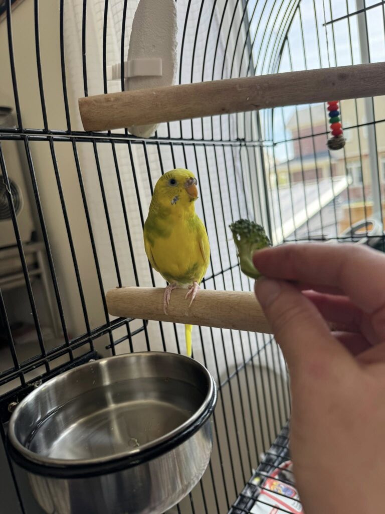 budgie breathing difficulty tail bobbing UK sick