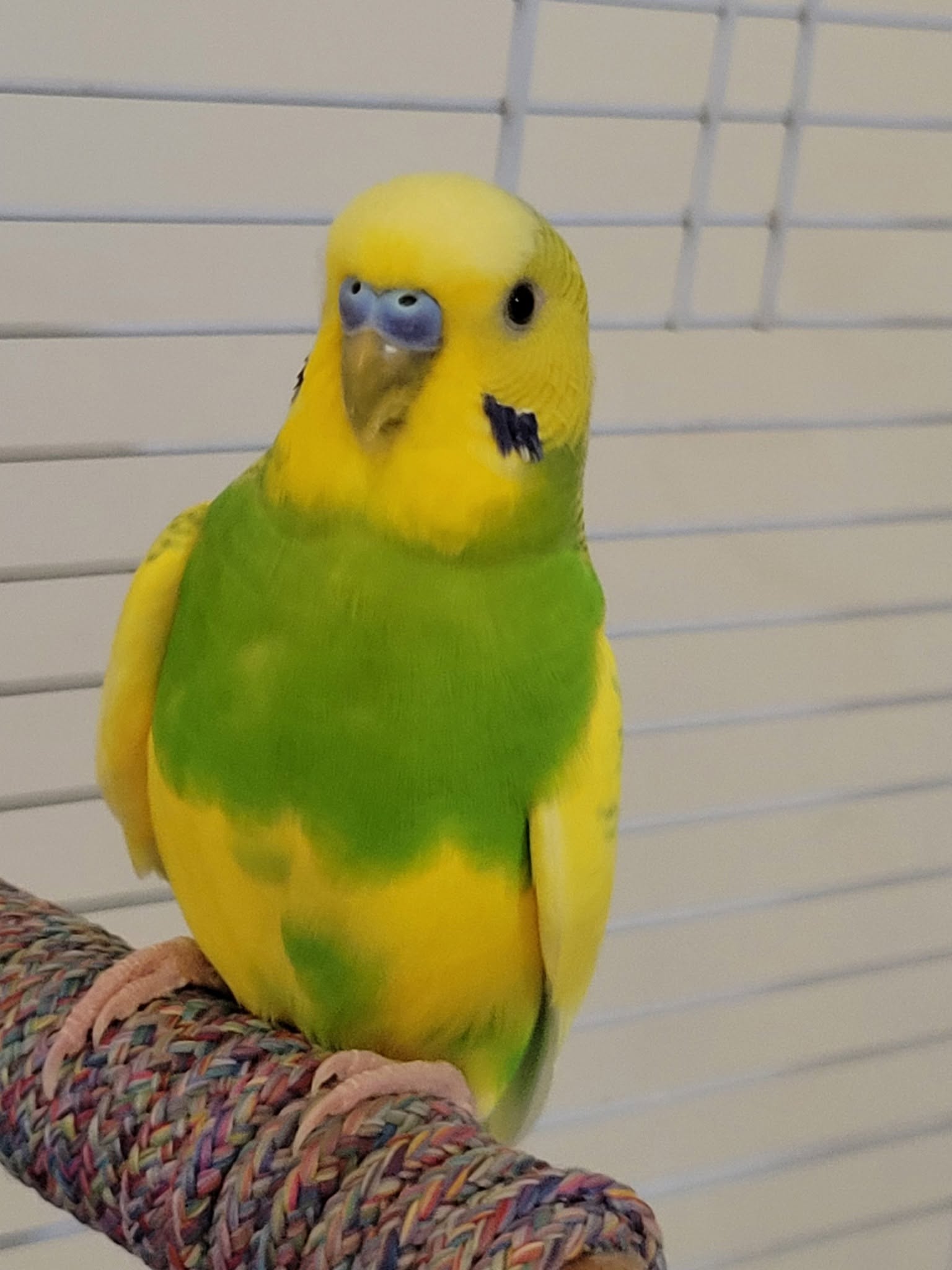 budgie cage bar spacing 12mm safe UK