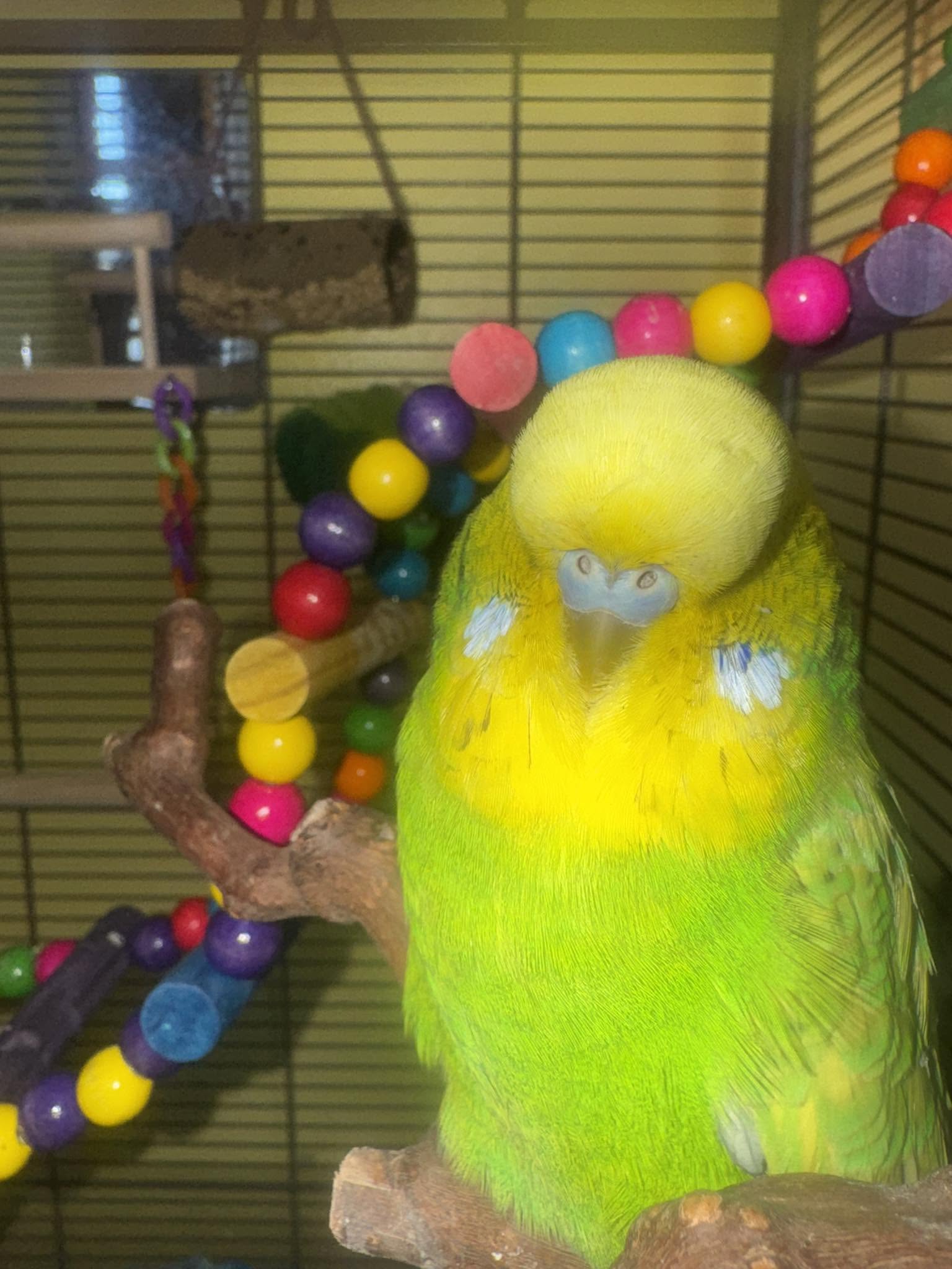 budgie cage bar spacing safety check UK