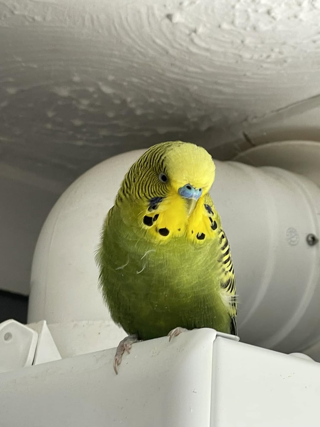 budgie cage cleaning prevention mites UK