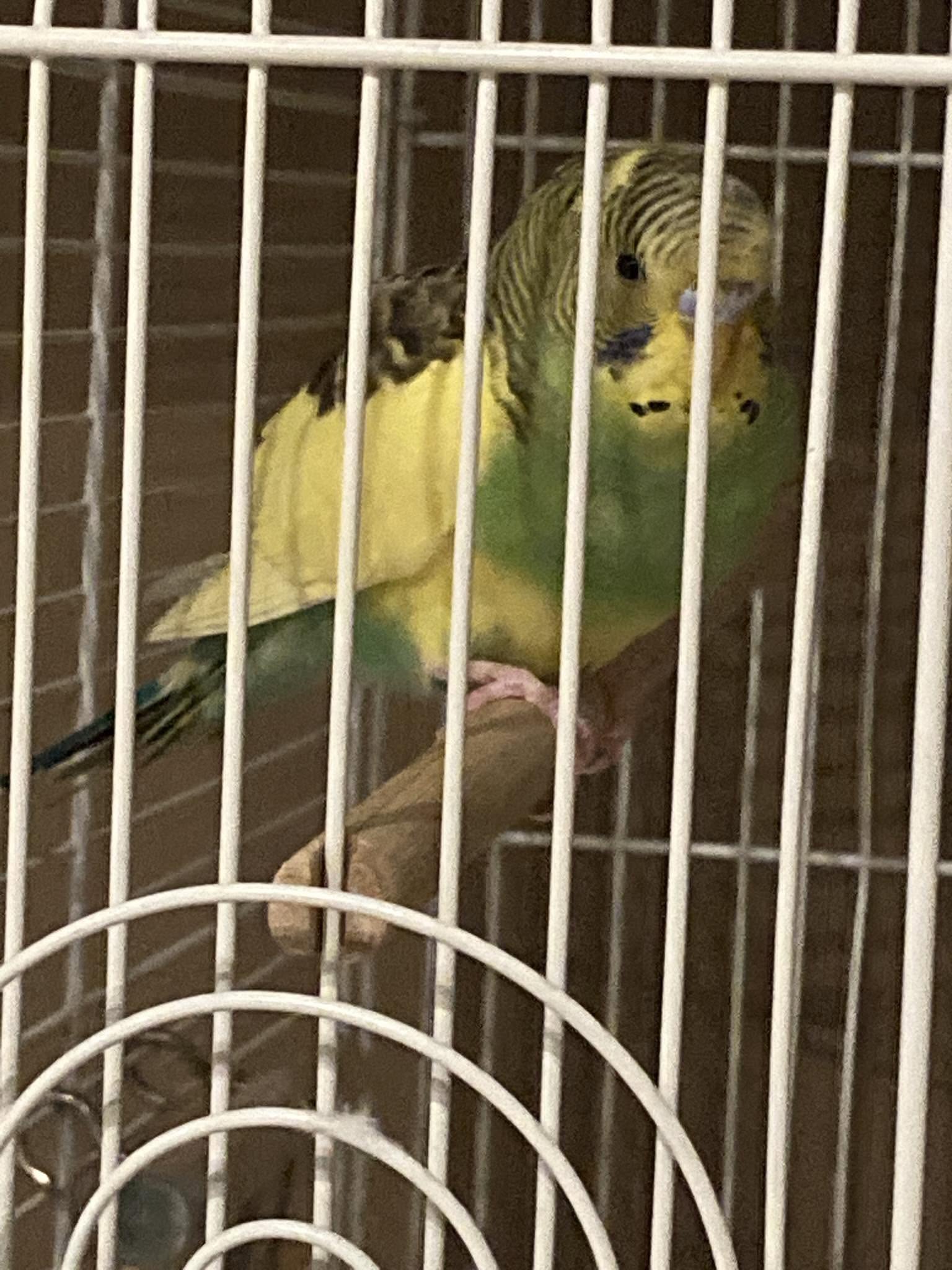 budgie cage floor UK critical illness sign