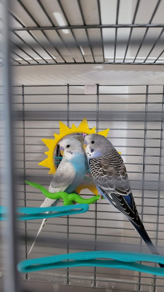 budgie cage natural wood perch variety comparison 