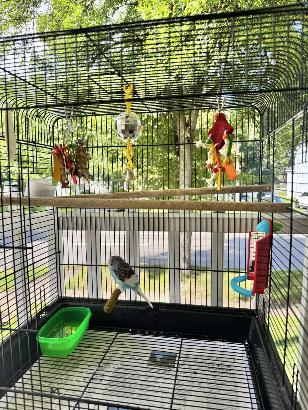 budgie cage position stable home UK