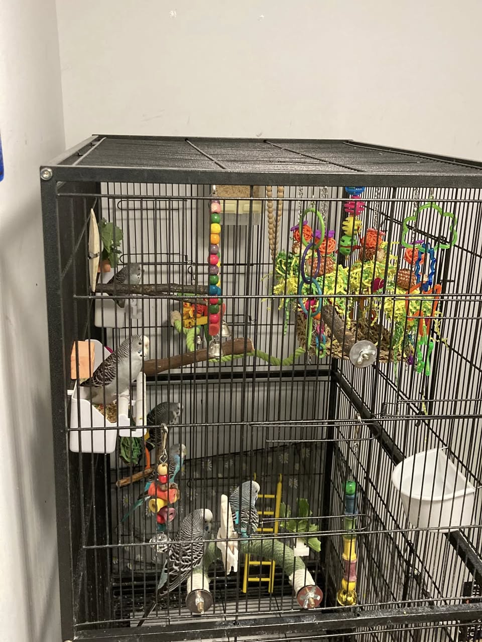 budgie cage setup with toys and fresh food UK