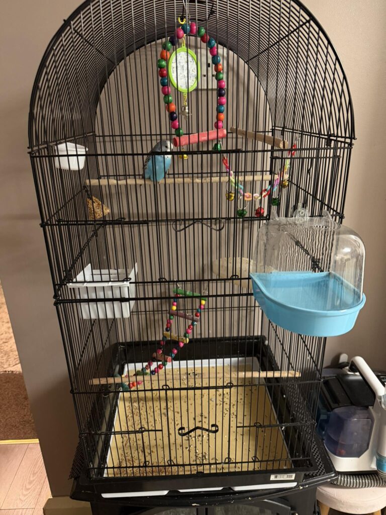 budgie cage size UK too small minimum width 