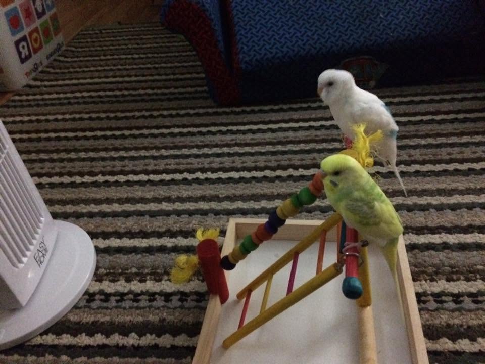 budgie cage ventilation summer fan UK