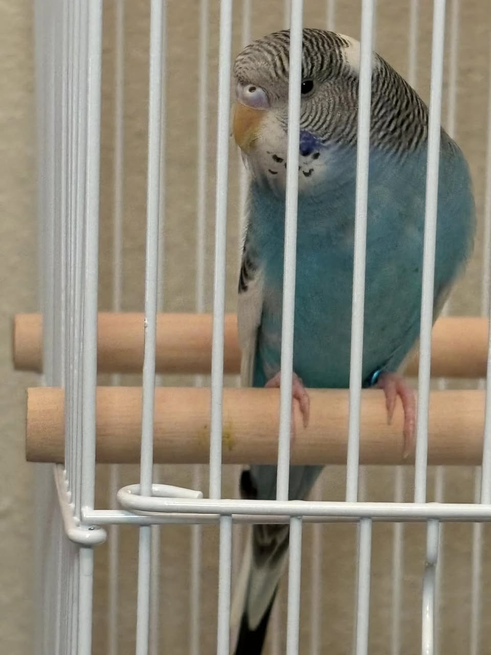 budgie calm taming rebuild trust UK 