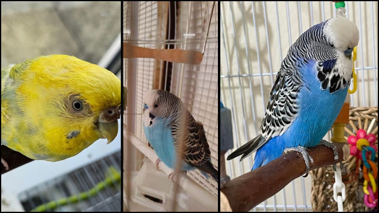 budgie care mistakes paradise pets swindon