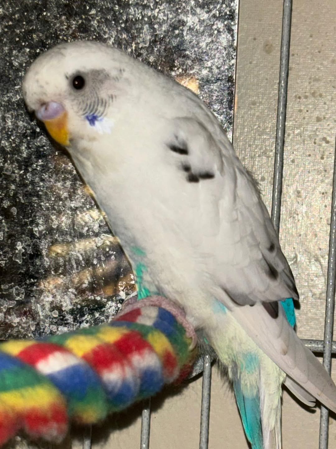budgie care quality difference well kept vs poor setup UK 
