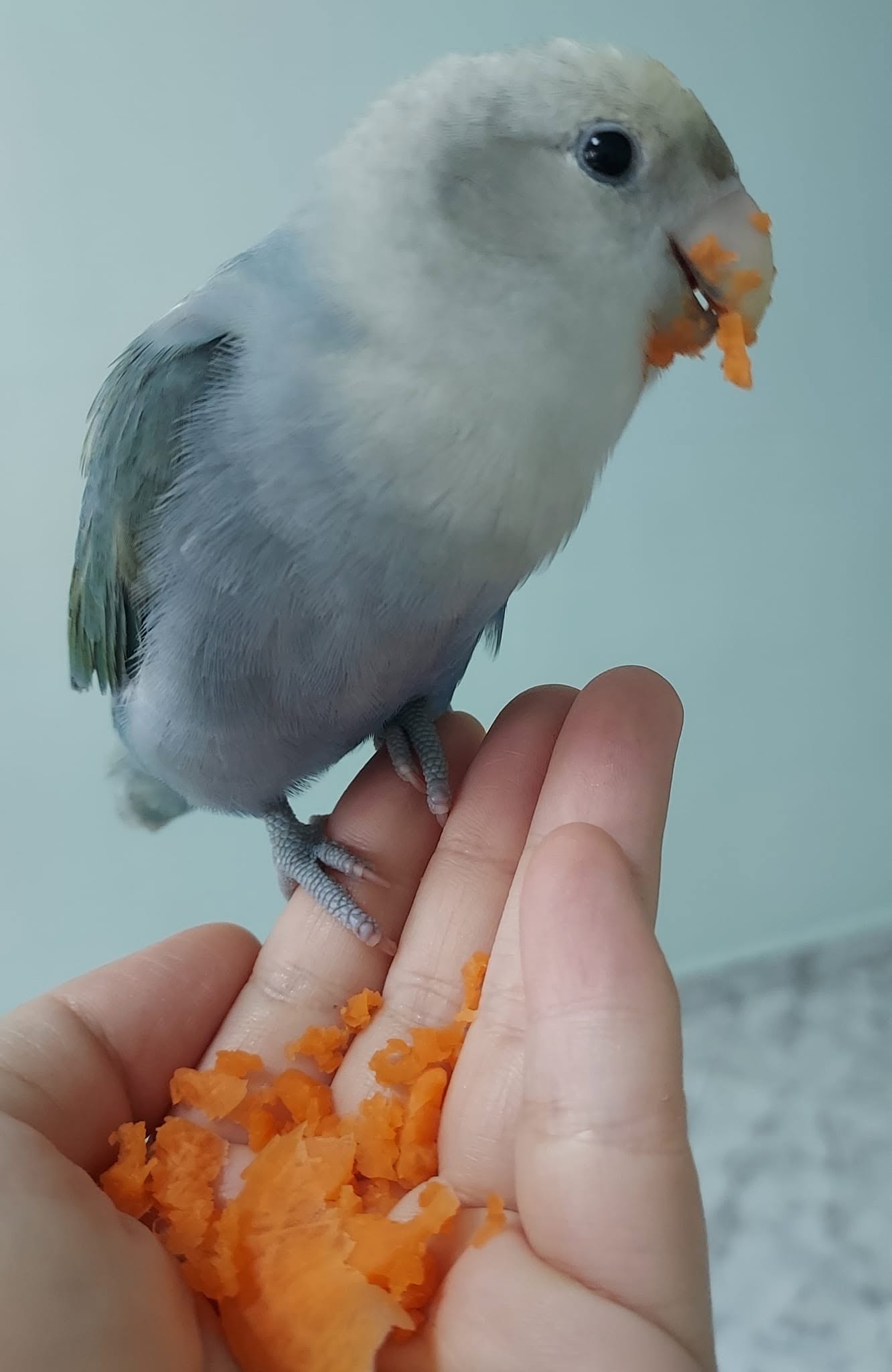 budgie carrot sweet potato substitute UK vitamin