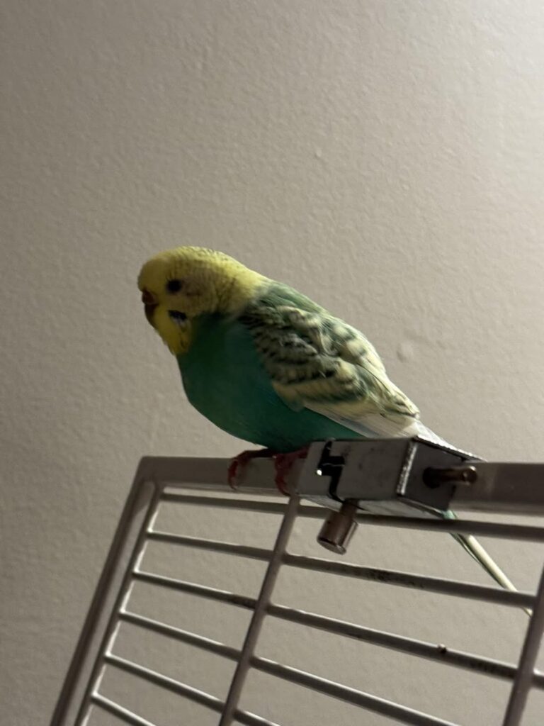 budgie chest area where respiratory signs are assessed