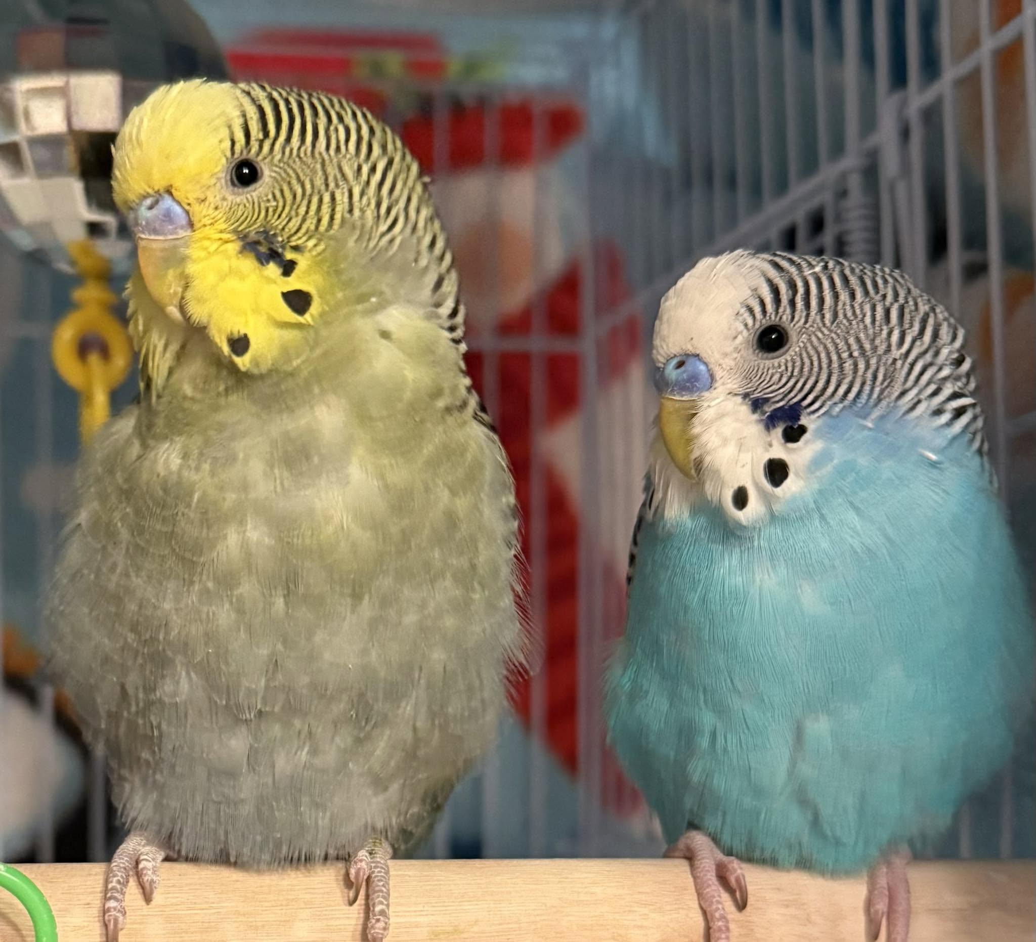 budgie clean cage good husbandry prevention UK