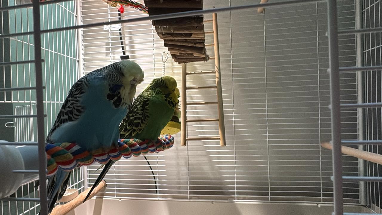 budgie clean cage rented flat landlord approval uk
