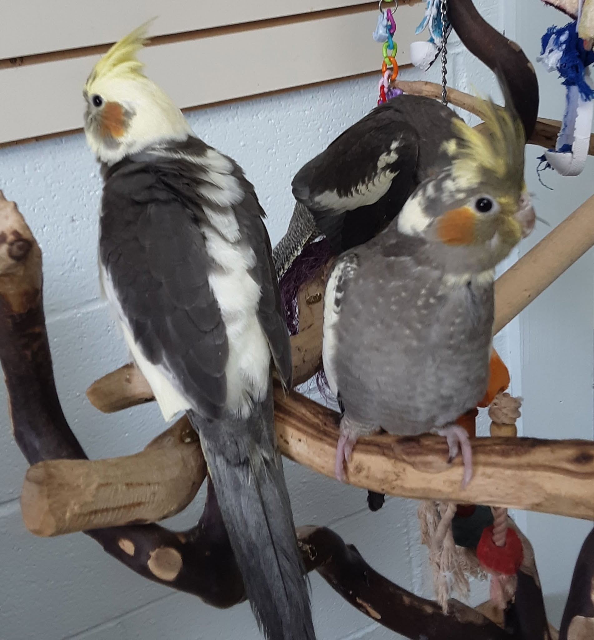 budgie cockatiel canary UK pet birds 