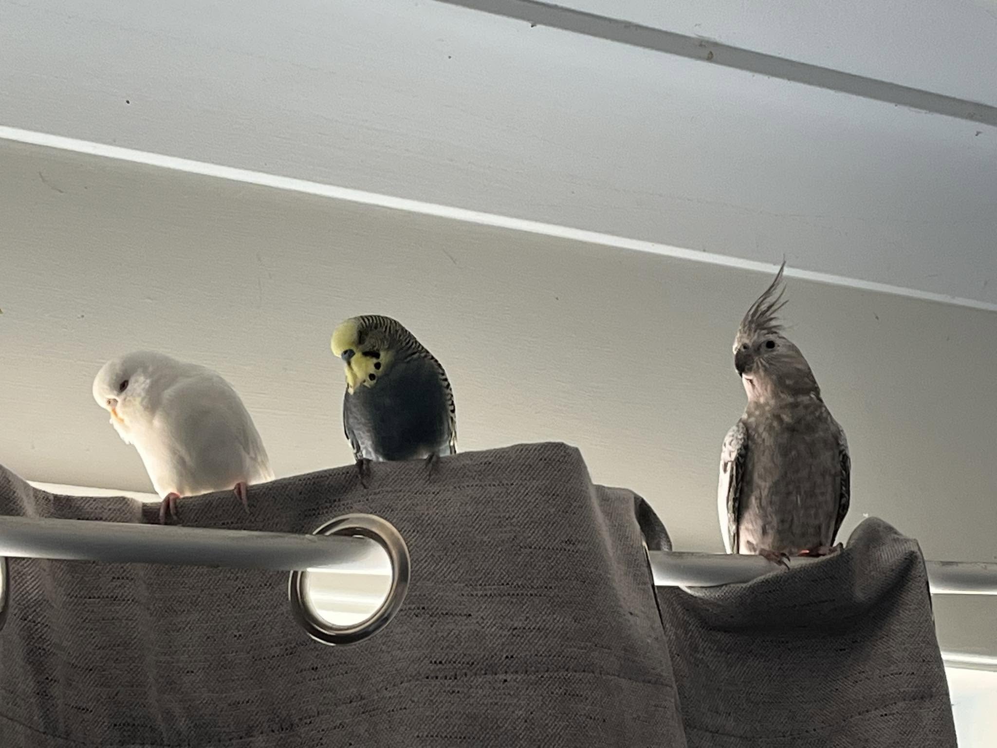 budgie cockatiel canary comparison UK pet bird